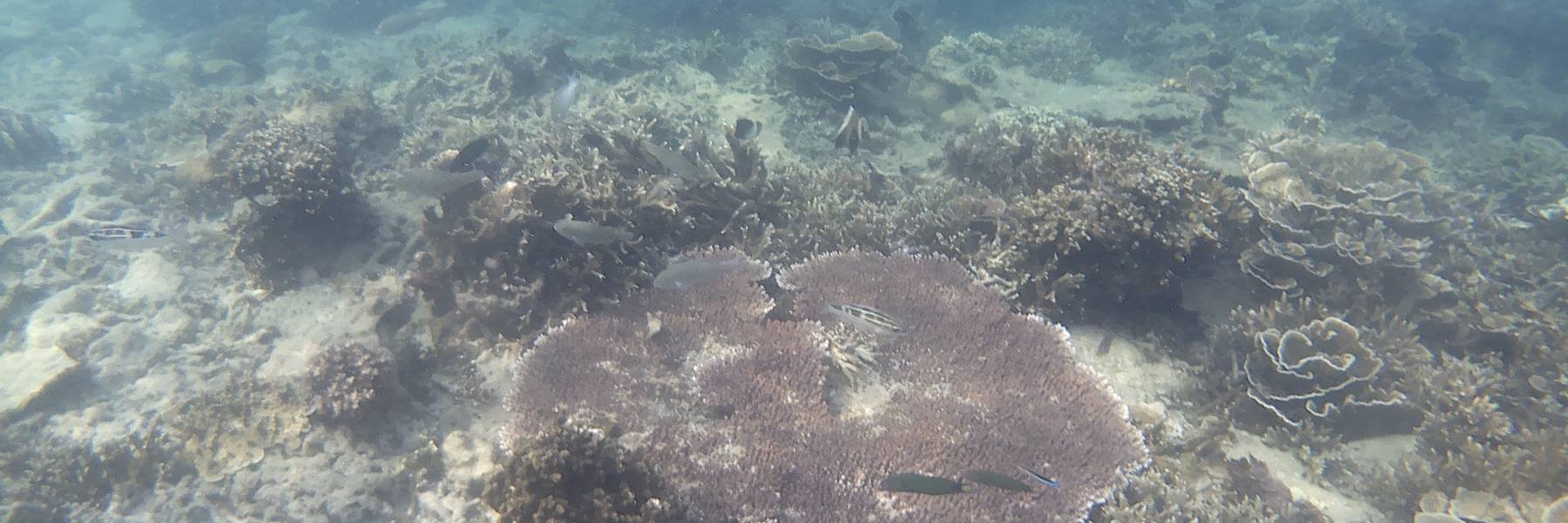 Dapatkan full source code