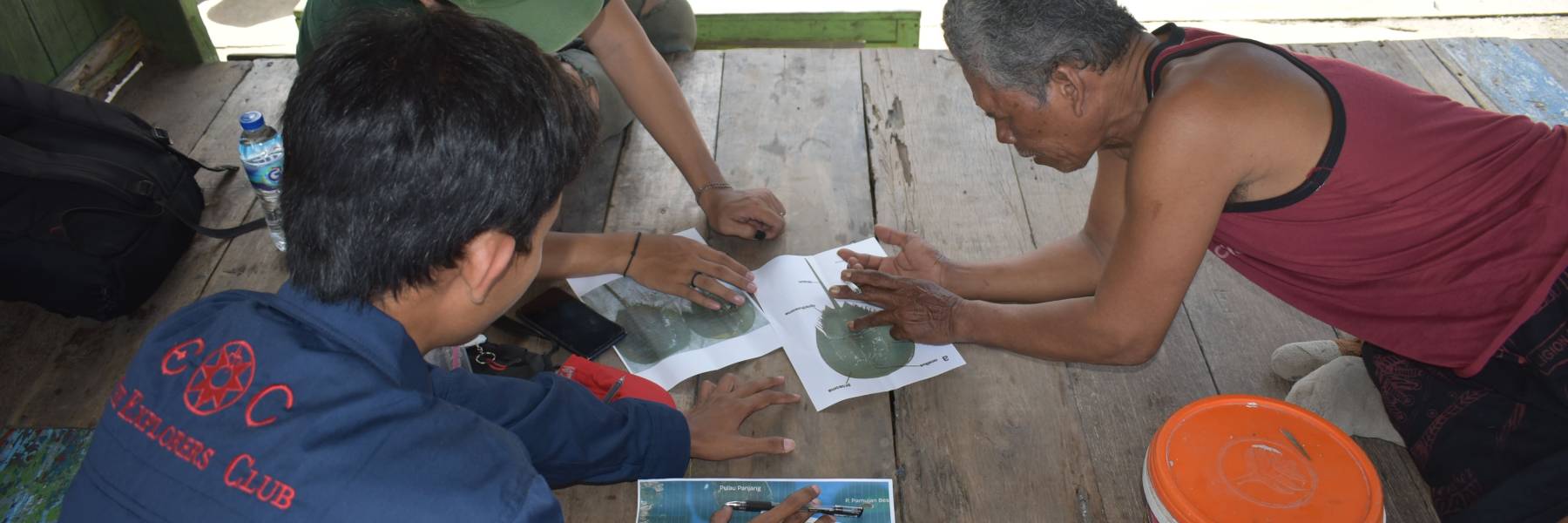 Survey Horseshoe Crab